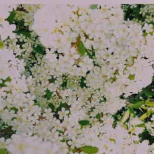 つまみ細工の髪飾り～色違いオーダーのご依頼